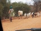 photo of woman herding goats while weaving a basket